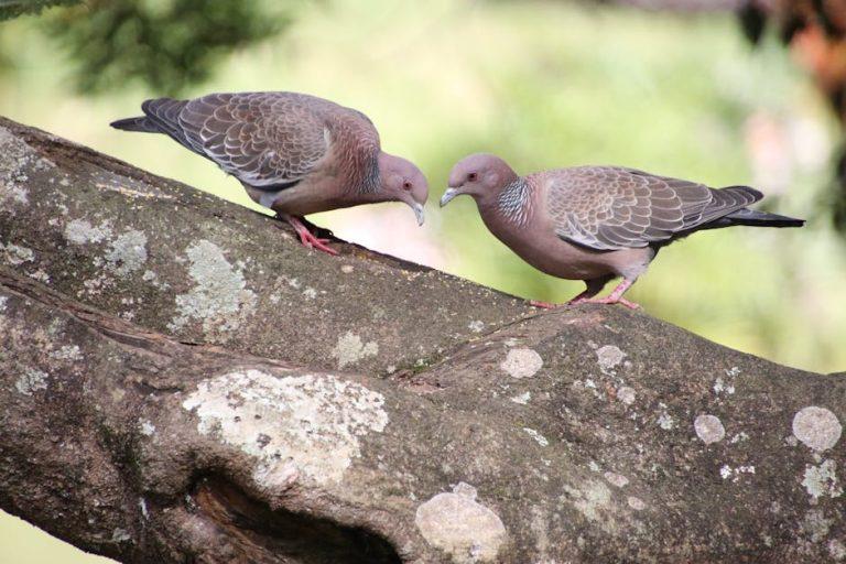 試管嬰兒:現代生殖技術的專業解析