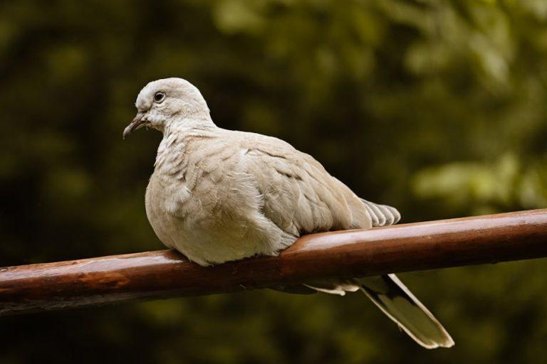 珍禽異獸診所:香港文化視角下的實用指南